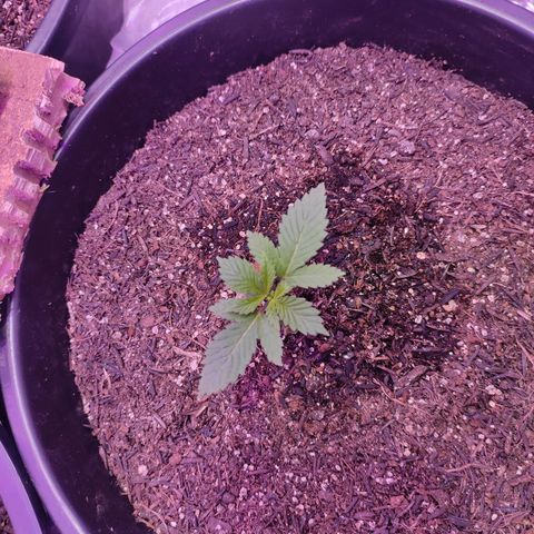 Pineapple Express 🟢 growlog timeline photo