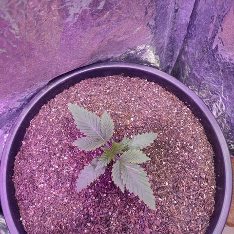 Pineapple Express 🔵 growlog timeline photo