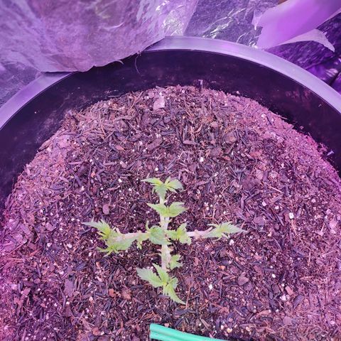 White Whidow growlog timeline photo