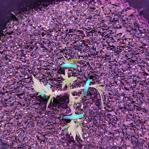 White Whidow growlog photo: Vindo bem