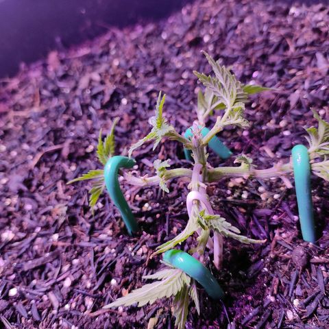 White Whidow growlog photo: Vindo bem