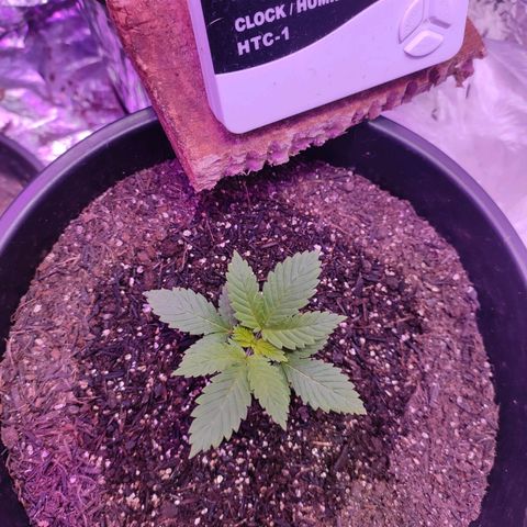 Pineapple Express 🟢 growlog timeline photo