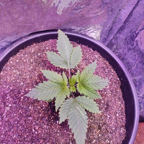 Pineapple Express 🔵 growlog timeline photo