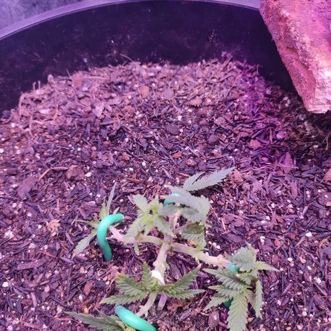 White Whidow growlog timeline photo