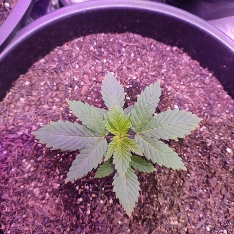 Pineapple Express 🟢 growlog timeline photo
