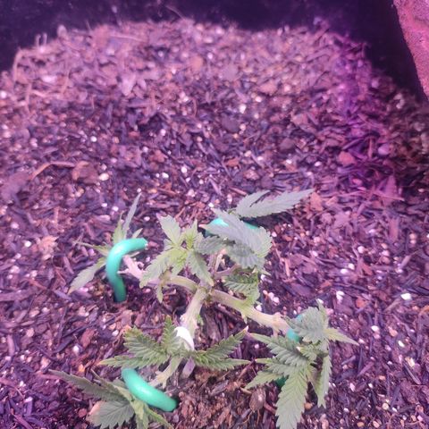 White Whidow growlog timeline photo