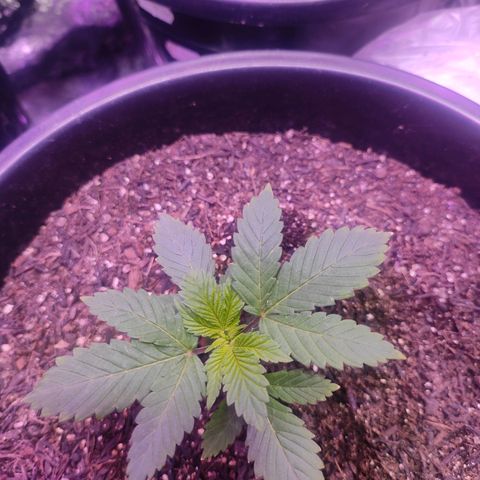 Pineapple Express 🟢 growlog timeline photo