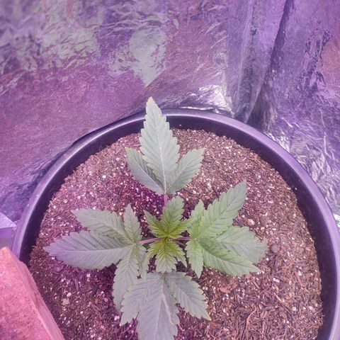 Pineapple Express 🔵 growlog timeline photo