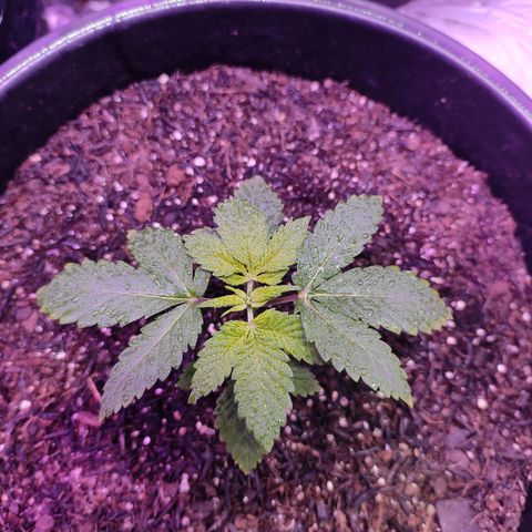 Pineapple Express 🟢 growlog timeline photo