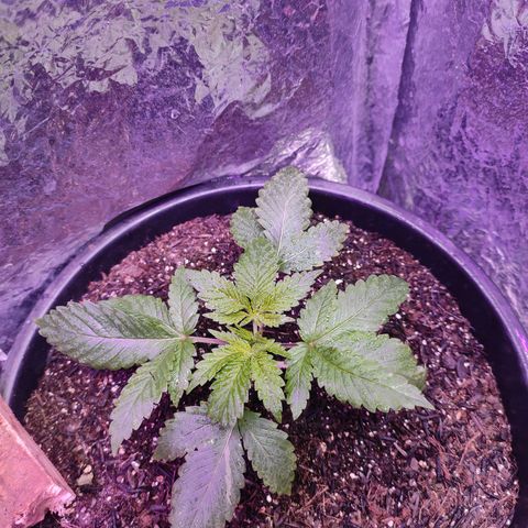Pineapple Express 🔵 growlog timeline photo