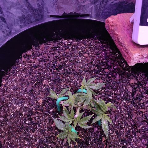 White Whidow growlog timeline photo