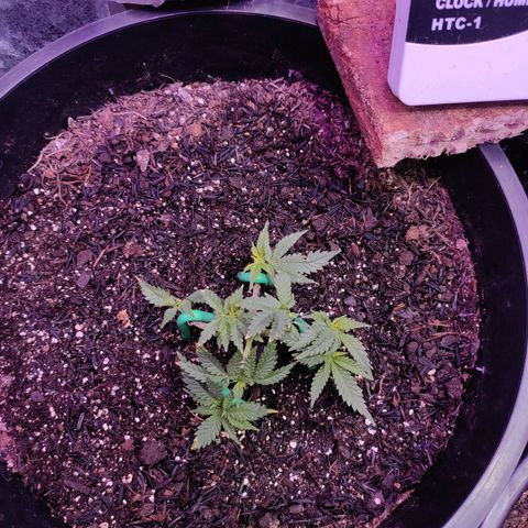 White Whidow growlog timeline photo