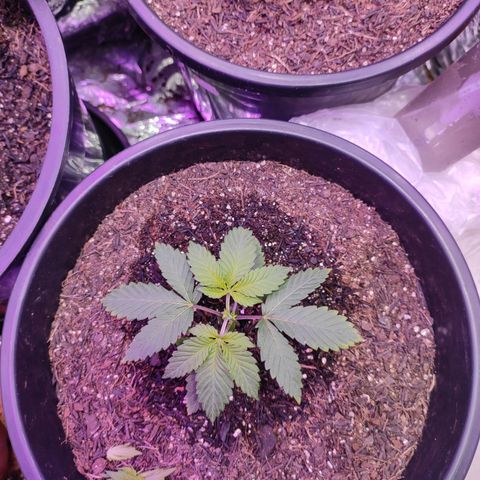 Pineapple Express 🟢 growlog timeline photo