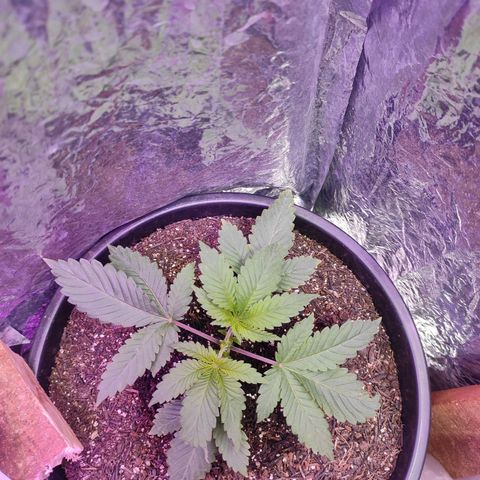Pineapple Express 🔵 growlog timeline photo