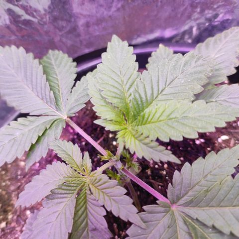 Pineapple Express 🔵 growlog timeline photo