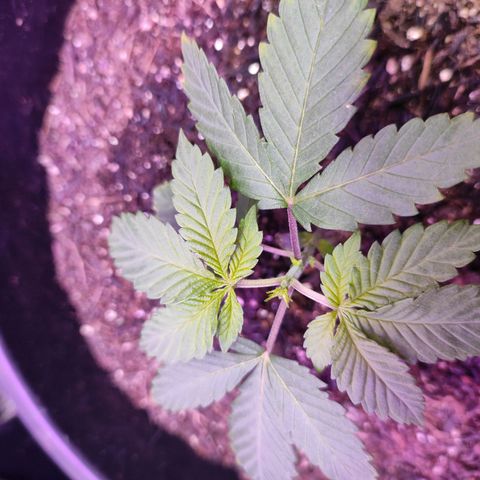 Pineapple Express 🟢 growlog timeline photo