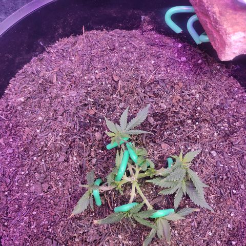 White Whidow growlog timeline photo