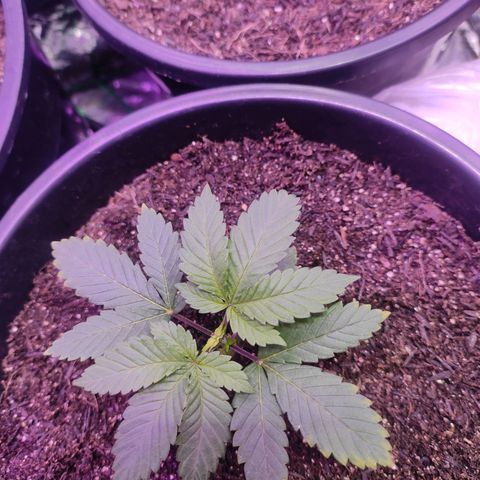 Pineapple Express 🟢 growlog timeline photo