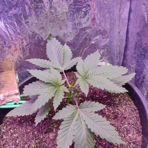 Pineapple Express 🔵 growlog timeline photo