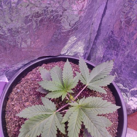 Pineapple Express 🔵 growlog timeline photo