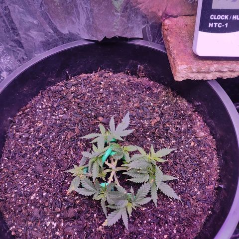 White Whidow growlog timeline photo