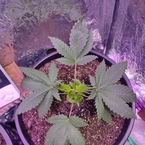 Pineapple Express 🔵 growlog timeline photo