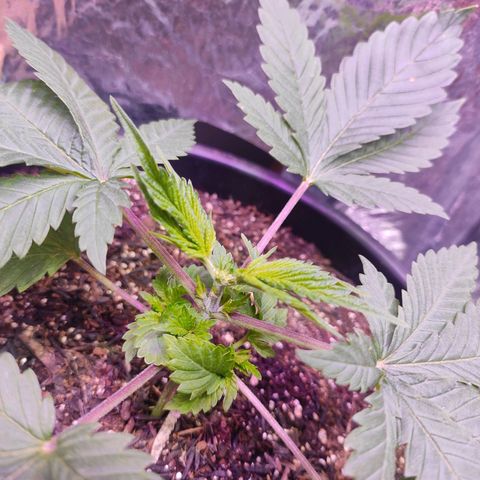 Pineapple Express 🔵 growlog timeline photo