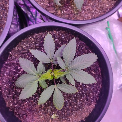 Pineapple Express 🟢 growlog timeline photo