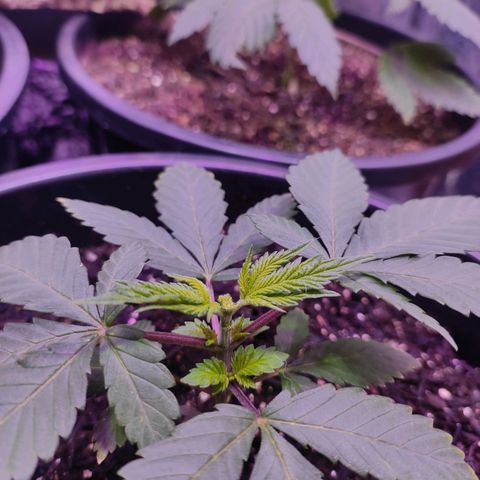 Pineapple Express 🟢 growlog timeline photo