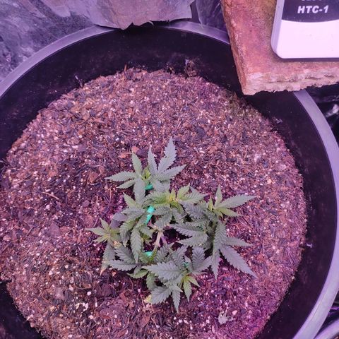 White Whidow growlog timeline photo