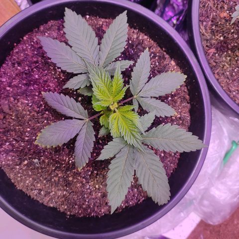 Pineapple Express 🟢 growlog timeline photo