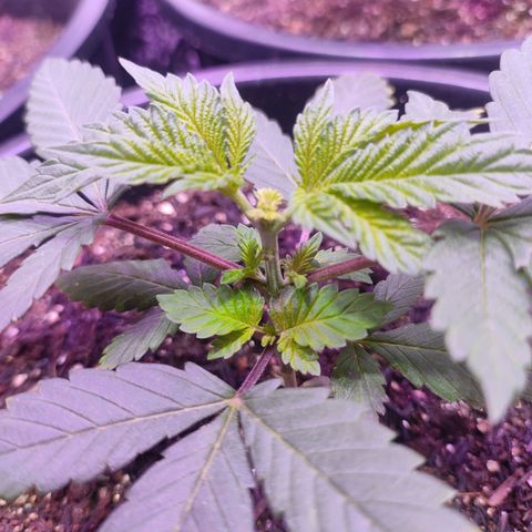 Pineapple Express 🟢 growlog timeline photo