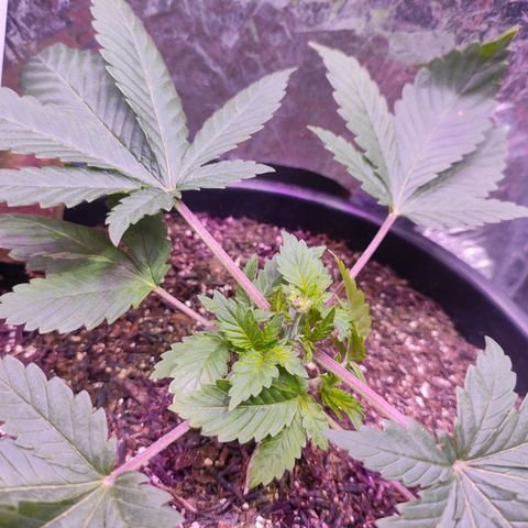Pineapple Express 🔵 growlog timeline photo