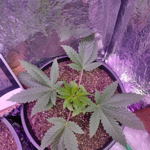 Pineapple Express 🔵 growlog timeline photo