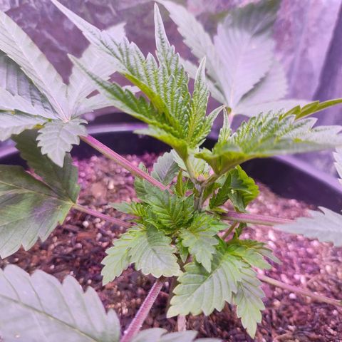 Pineapple Express 🔵 growlog timeline photo