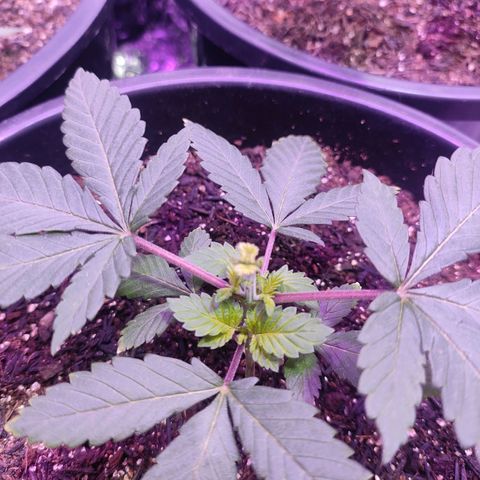 Pineapple Express 🟢 growlog timeline photo