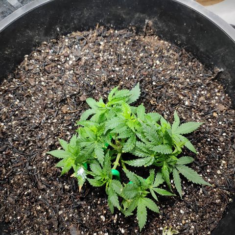 White Whidow growlog timeline photo