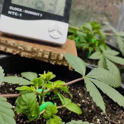 Pineapple Express 🟢 growlog timeline photo