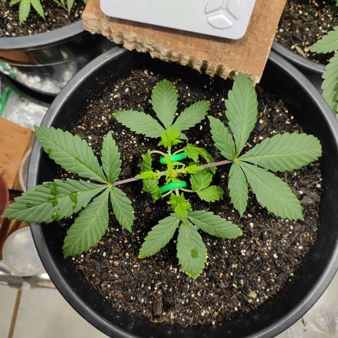 Pineapple Express 🟢 growlog timeline photo