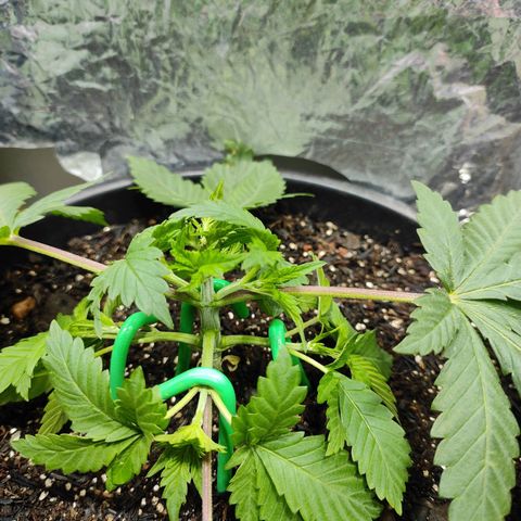 Pineapple Express 🔵 growlog timeline photo