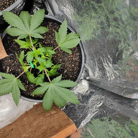 Pineapple Express 🔵 growlog timeline photo