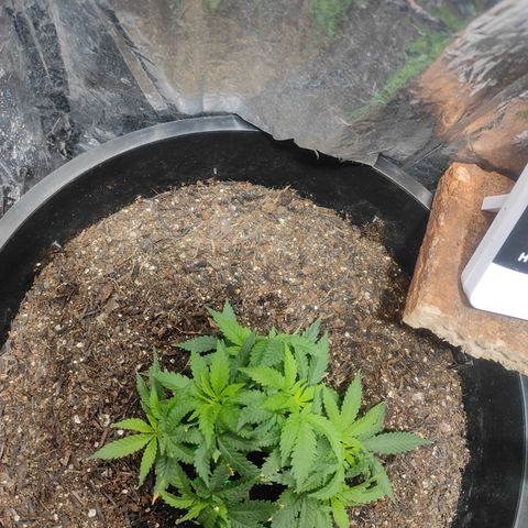 White Whidow growlog timeline photo