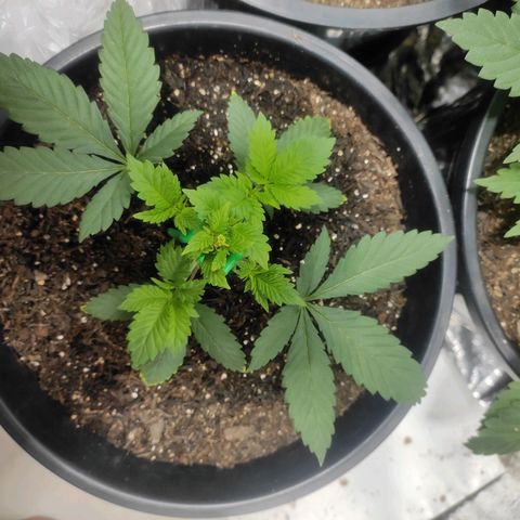 Pineapple Express 🟢 growlog timeline photo