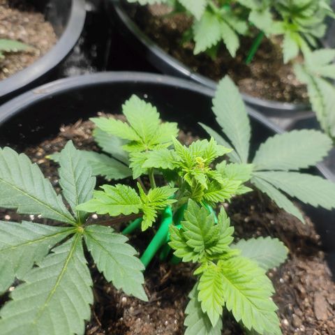 Pineapple Express 🟢 growlog timeline photo