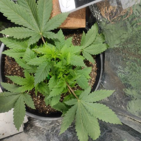 Pineapple Express 🔵 growlog timeline photo