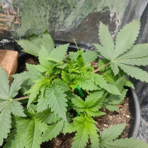 Pineapple Express 🔵 growlog timeline photo
