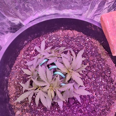 White Whidow growlog timeline photo