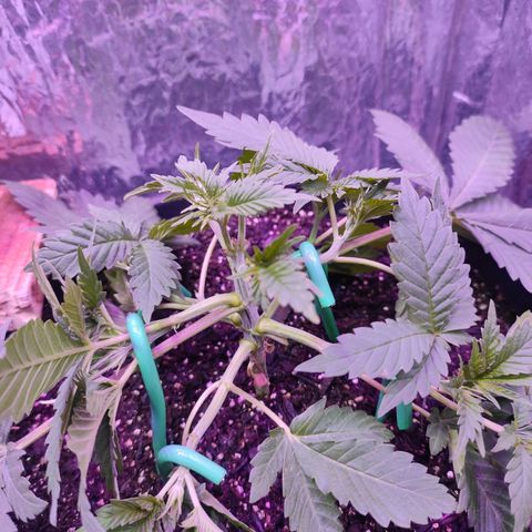 Pineapple Express 🔵 growlog timeline photo
