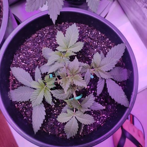 Pineapple Express 🟢 growlog timeline photo