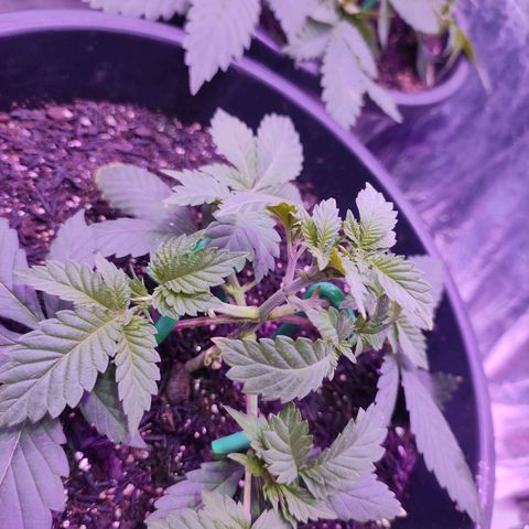 Pineapple Express 🟢 growlog timeline photo